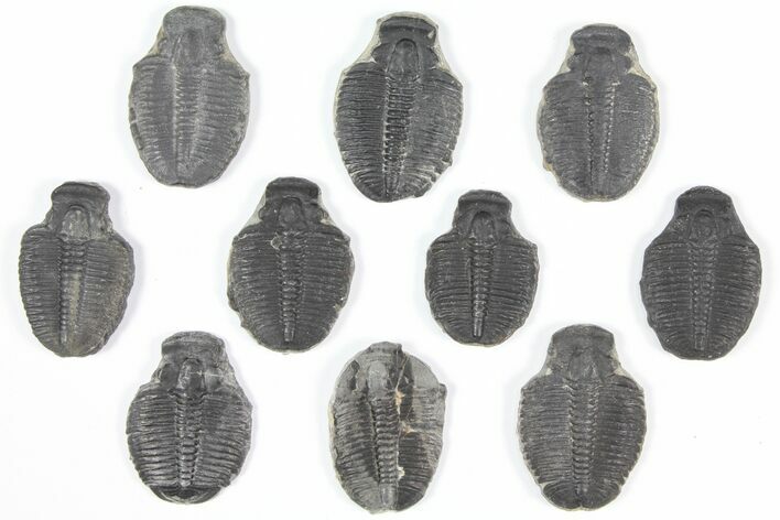 Lot: Elrathia Trilobite Molt Fossils - Pieces #92111